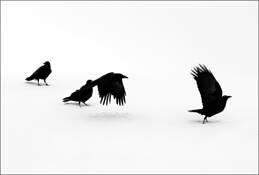 Crows