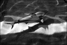 Shark