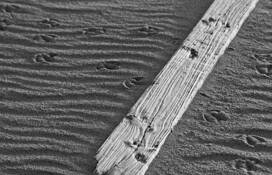 Crossing_over