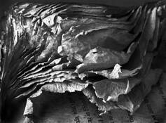 Ruffled_pages