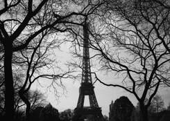 Effiel_in_trees