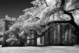 Live_oak_at_sheldon_church