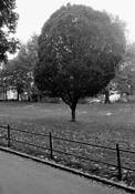 Treesplosion