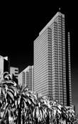 Embarcadero_and_palms