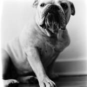 Petunia_2_tif
