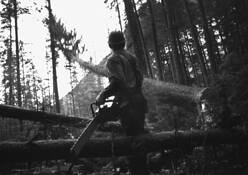 Timber