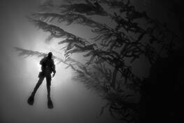 Diver_and_kelp