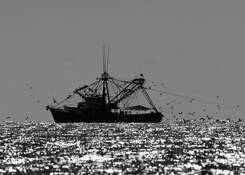 Shrimping