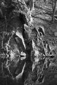 Cliff_and_fallen_trees