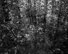 Leaves_and_puddle