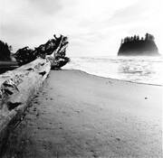 Log___sea_stack