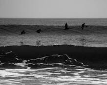 Pelican_flight