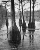 George_l__smith_state_park