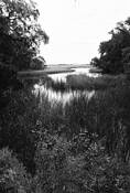 Swamp_glamour