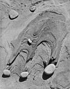 Beach-l