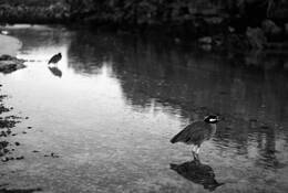Yellow-crowned_night_heron