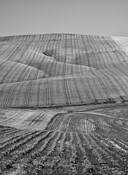 Baena_fields