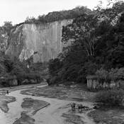 Water_buffaloes