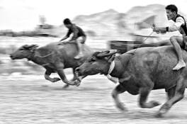 Buffalo_racing