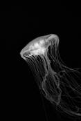 Jellyfish_1