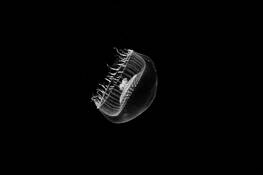 Jellyfish_2