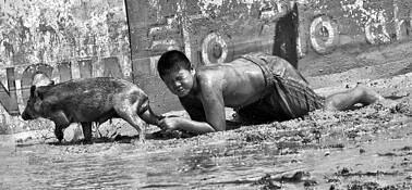 Pig_and_play
