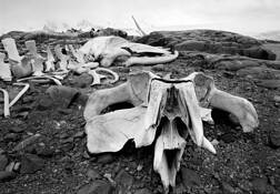 Leviathan_1