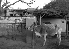 Morning_in_india