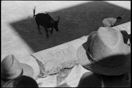 Bull_running