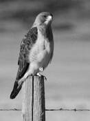Hunter_s_roost