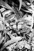 Consumation_of_the_act