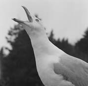 Gull_talk