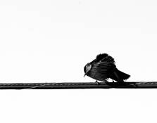 Blackbird