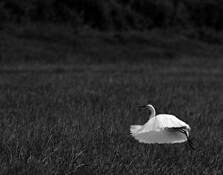 Egret