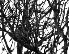 Red-tailed_hawk
