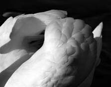 Swan