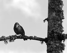 Unidentified_bird