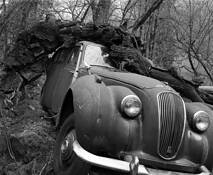 Lagonda_and_tree