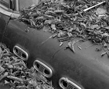 Wing_-_buick_and_foliage