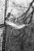 Oiseau_de_plume