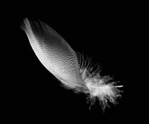 Feather