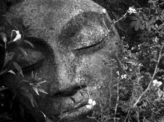 Garden_face