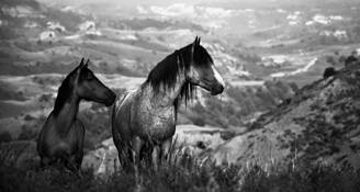 Wild_horses_14