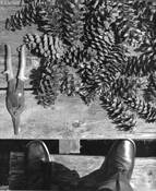 Pine_cones_and_self