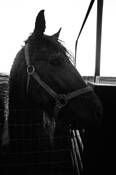 Horse_soul