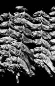 Dried_fish