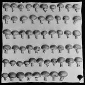 Mushrooms