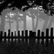 Fog_lines