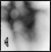 Moth