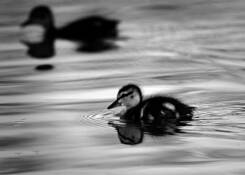 Baby_mallards